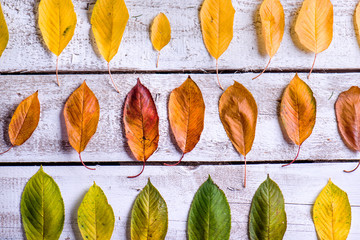 Wall Mural - autumn composition. various colorful leaves. studio shot
