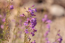 Purple Showy Penstemon Flower Penstemon Spectabilis Blooms In A Wildflower Field In Southern California