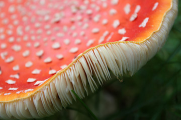 Wall Mural - Texture agaric mushroom