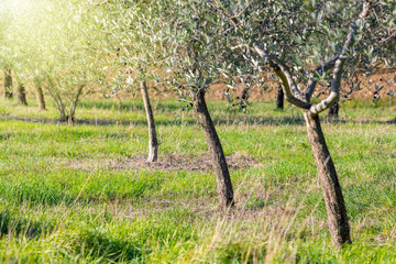 Wall Mural - sunrise landscape of olive trees plantation, harvest