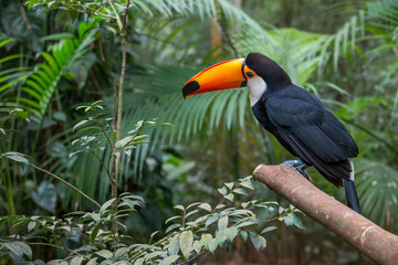 Toucan bird in a tree branch at the forest