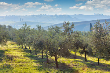 Wall Mural - autumn harvest landscape of olive trees plantation