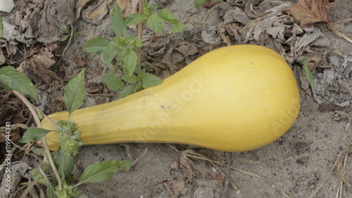 pear-shaped pumpkin in the garden Stock Photo | Adobe Stock