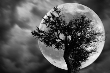 Wall Mural - spooky tree dark night with moon./halloween background.