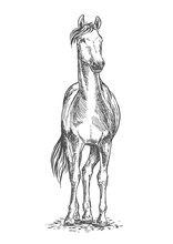 Standing Horse Sketch Portrait
