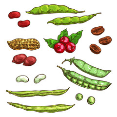 Wall Mural - Nuts, kernels and berries vector icons