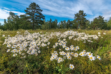 family of daisies in a forest glade