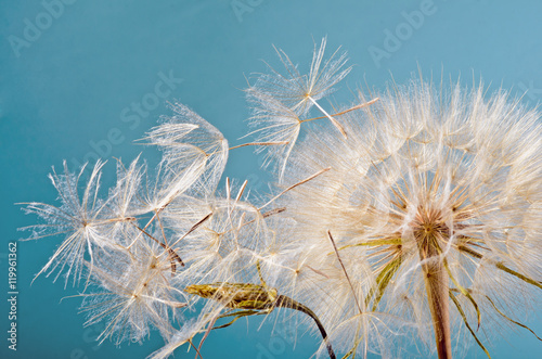 Obraz w ramie Abflug / Flugschirme der Pustblume beim Start :)