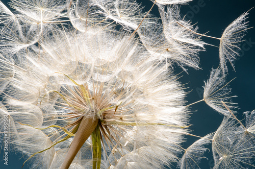 Nowoczesny obraz na płótnie Dandelion seeds: Hopes, wishes and dreams: We fly away to fulfill wishes :)