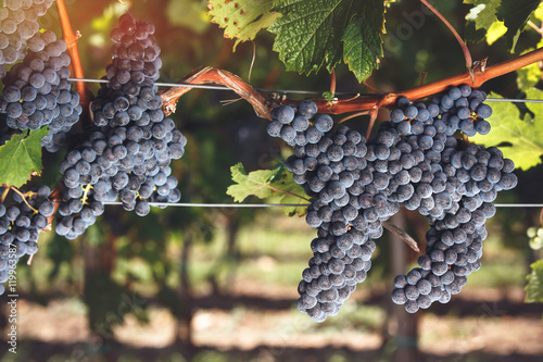 Fotografie, Obraz Ripe Cabernet Franc grapes on vine growing in a vineyard at sunset time