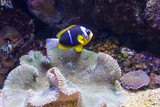 Fototapeta Do akwarium - coral life marine sea diving Underwater world