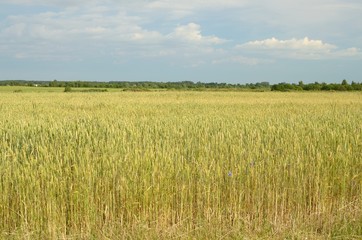 A field strewn with rye.