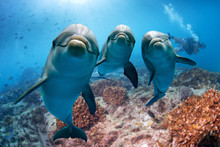 Three Dolphins Close Up Portrait Underwater While Looking At You