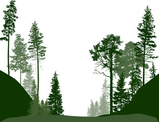 Wall Mural - fir trees green forest isolated on white