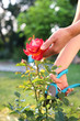 Pielęgnacja róż w ogrodzie. Ogrodnik przycina sekatorem krzewy róż