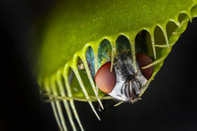 Venus Flytrap - Dionaea Muscipula With Trapped Fly