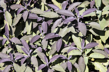 Wall Mural - Sage (Salvia officinalis) is a herb commonly known as common sage or garden sage 