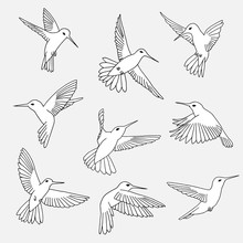 Hand Drawn Isolated Illustration Of Hummingbirds