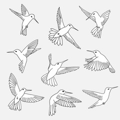 Hand drawn isolated illustration of hummingbirds