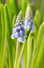 Blue Muscari Flowers (Grape Hyacinth).