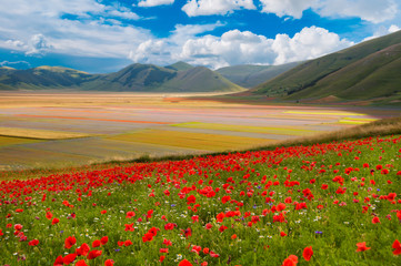 Field of wild flowers among hills