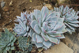 Dudleya caespitosa is a decorative succulent plant known by several common names, including Sealettuce, Sand lettuce, and Coast dudleya.