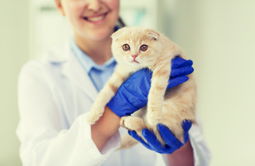 Sticker - close up of vet with scottish kitten at clinic