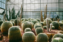 Cactus Planted In Botanical Garden Dark Tones And Vintage