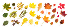Collection Of Beautiful Colored Autumn Leaves