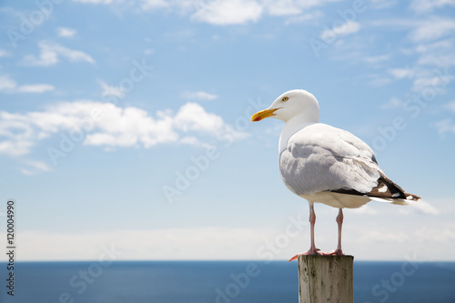 Fotografía seagull over sea and blue sky