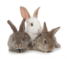 Three Small Rabbit On A White Background Isolated
