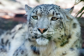 Sticker - snow leopard close up portrait look at you