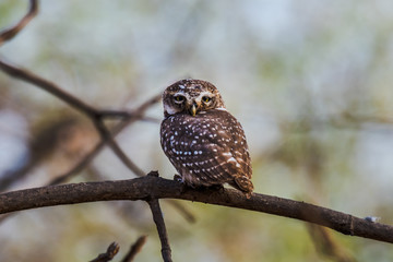 spotted owlet perched and watching