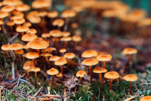 Closeup Orange Fungus In Moss