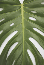 Large Green Tropical Leaf From The Monstera Plant