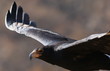 Verreaux's Eagle (Black Eagle), Aquila verreauxii, at Walter Sis