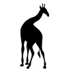 Giraffe black silhouette vector illustration isolated