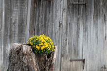 Tree Stump Growing Out Yellow Flowers With Wooden Wall In Background