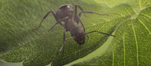 Ant On Leaf