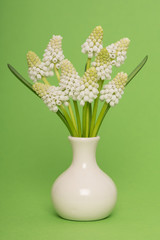 Bouquet of white grape hyacinths in a white pottery vase on a green background