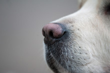 Golden Retriever Dog's Nose