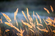 Dry Grass Meadow
