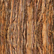 Close Up of Redwood Bark