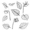 set of beautiful black and white dahlia leaves and buds