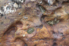 Chiton On The Rock At The Beach