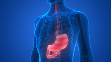 Human Body Organs (Stomach Anatomy)