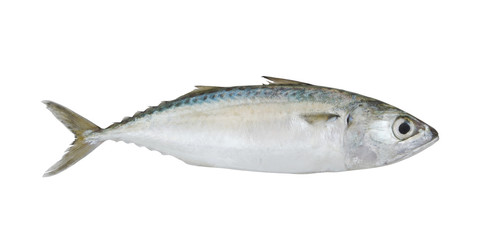 Wall Mural - Chub mackerel fish isolated on the white background