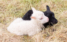 Little Newborn Lambs Resting On The Grass - Black And White