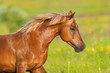 Beautiful red horse with long mane close up portrait in motion at summer day