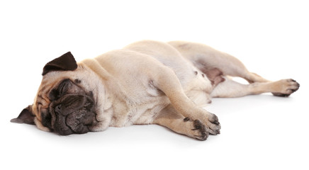 Wall Mural - Pug dog on a white background